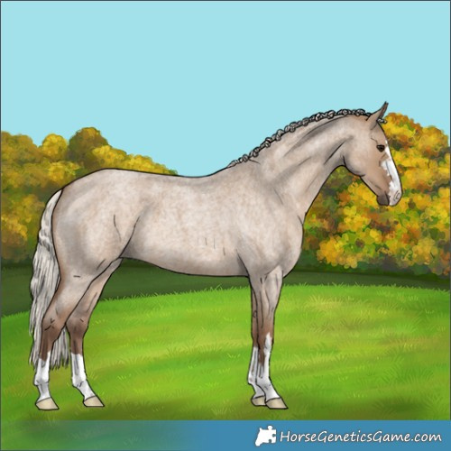 Horse Color:Silver Grullo Roan