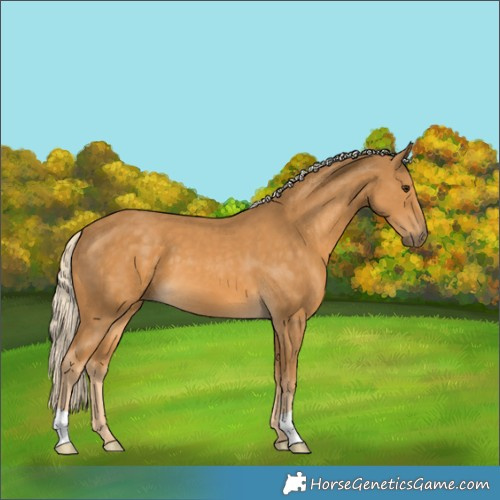 Horse Color:Palomino