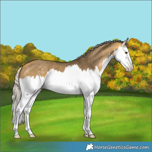 Horse Color:Silver Buckskin Dun Splash 