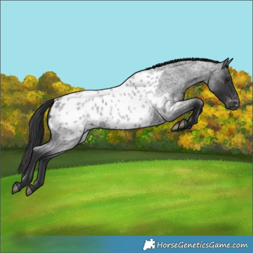 Horse Color:Blue Roan Near Leopard 