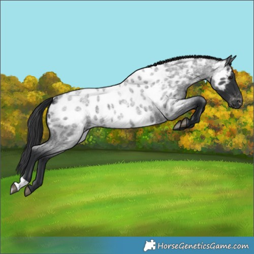 Horse Color:Blue Roan Near Leopard