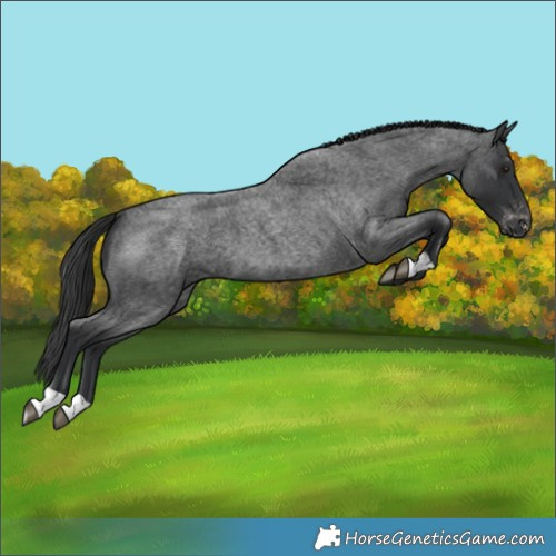 Horse Color:Blue Roan Varnish 