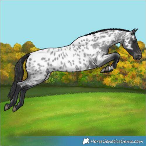 Horse Color:Blue Roan Near Leopard