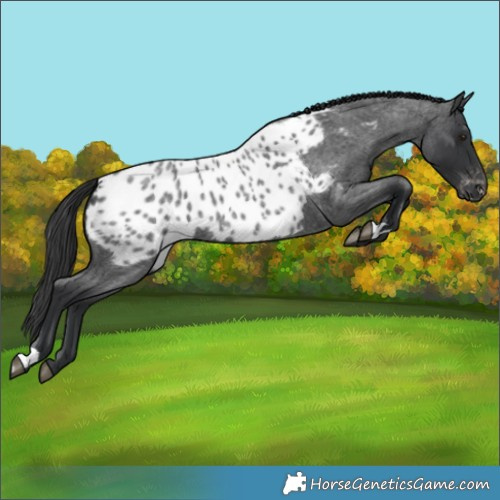 Horse Color:Blue Roan Near Leopard 