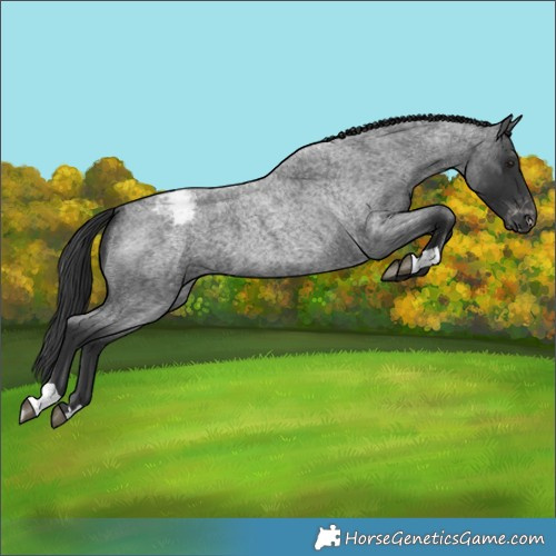 Horse Color:Blue Roan Varnish 