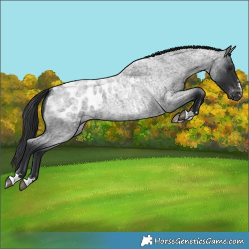 Horse Color:Blue Roan Blanket