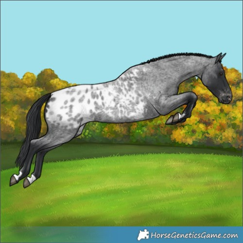 Horse Color:Blue Roan Blanket