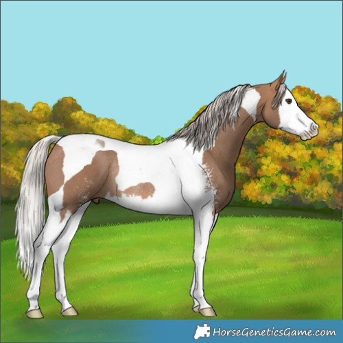 Horse Color:Silver Bay Dun Sabino Splash Tobiano Rabicano 