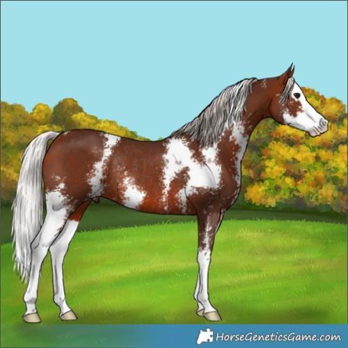 Horse Color:Silver Bay Sabino Splash Rabicano 