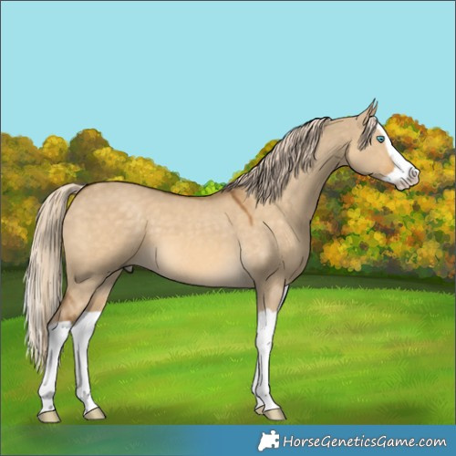Horse Color:Chocolate Palomino Dun Splash 