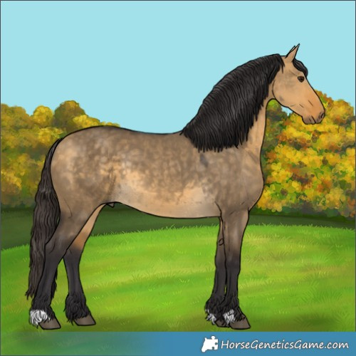 Horse Color:Buckskin Dun Rabicano