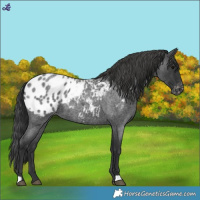 Horse Color:Blue Roan Blanket