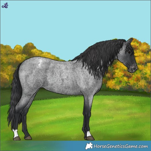 Horse Color:Blue Roan Varnish