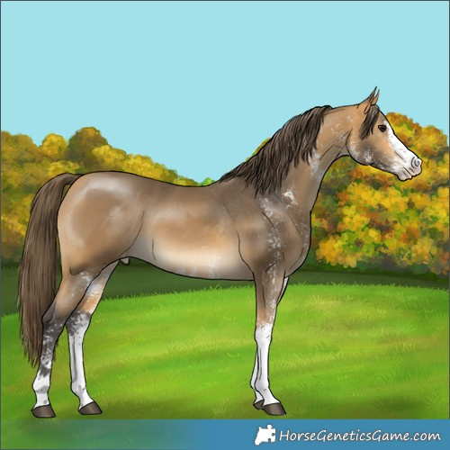 Horse Color:White Spotted Buckskin Varnish 