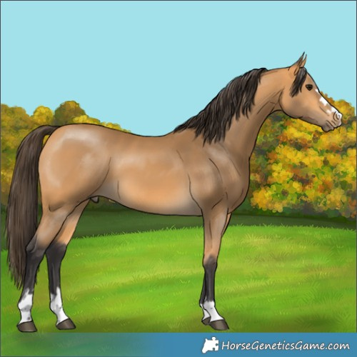 Horse Color:Buckskin 