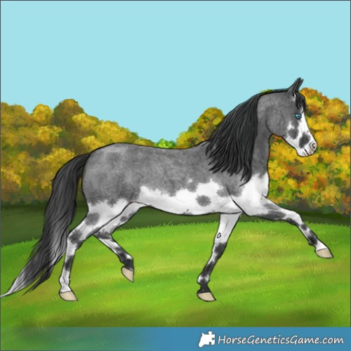 Horse Color:Blue Roan Splash 