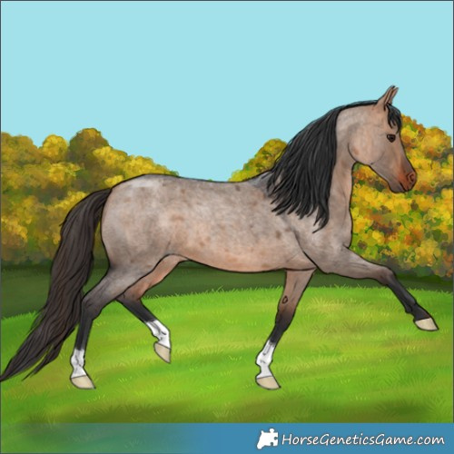 Horse Color:Bay Roan Dun 