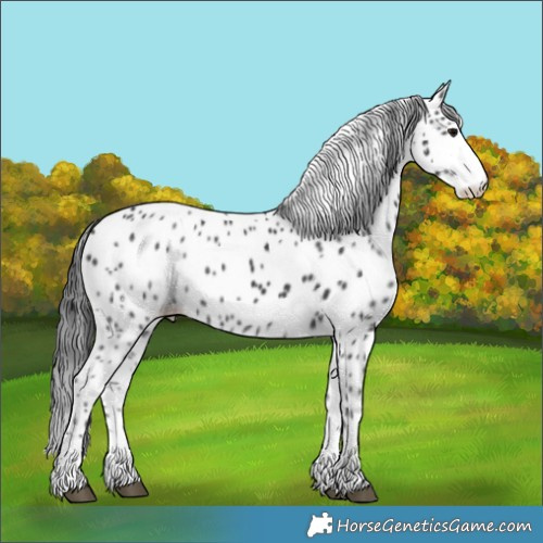 Horse Color:Black Leopard Rabicano 