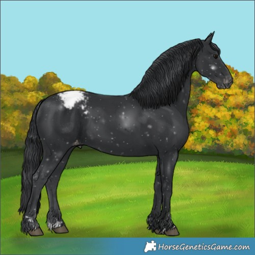 Horse Color:Black Snowcap