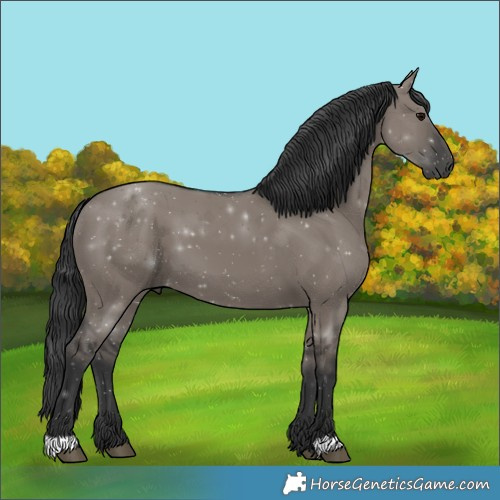 Horse Color:Grullo 