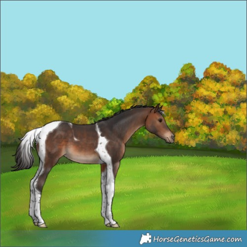 Horse Color:Brown Tobiano 