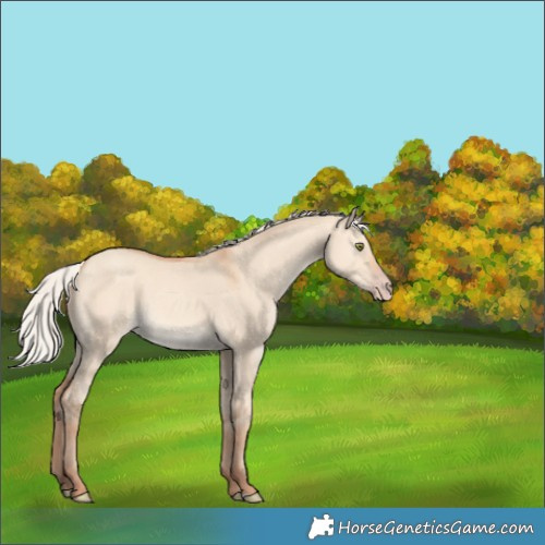 Horse Color:Silver Amber Champagne Dun