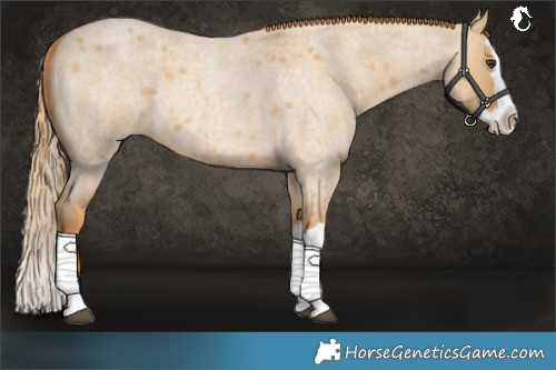 Horse Color:Red Dun Roan Splash