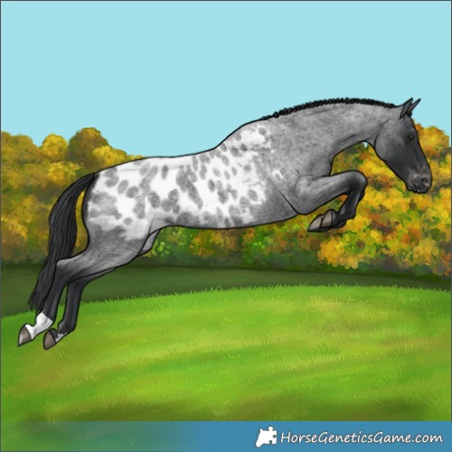 Horse Color:Blue Roan Blanket