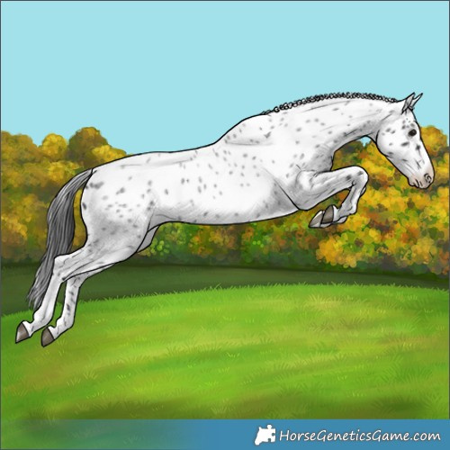 Horse Color:Blue Roan Leopard 