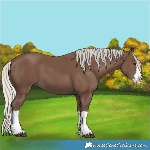 Horse Color:Silver Black Splash 