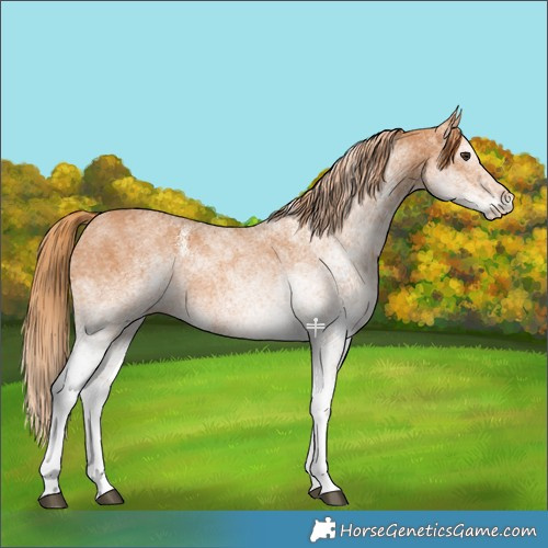 Horse Color:White Spotted Chestnut