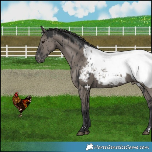 Horse Color:Grullo Near Fewspot Brindle