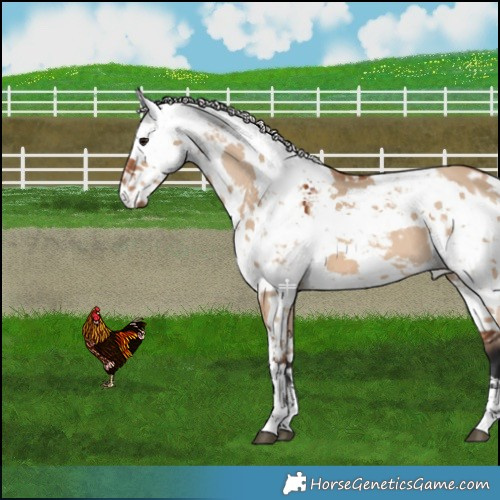 Horse Color:Bay Dun Harlequin Merle Blanket 
