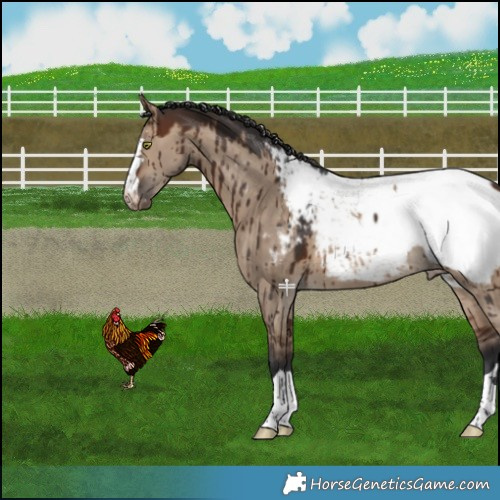 Horse Color:Brown Dun Near Fewspot Brindle 