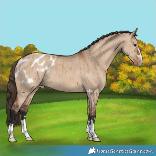 Horse Color:Bay Dun Blanket Brindle 