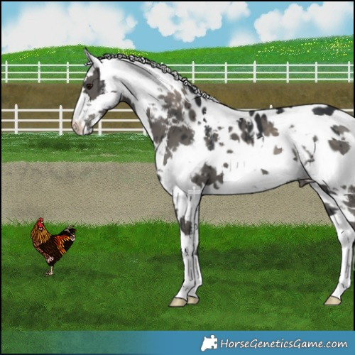 Horse Color:Grullo Harlequin Merle Near Leopard Brindle 