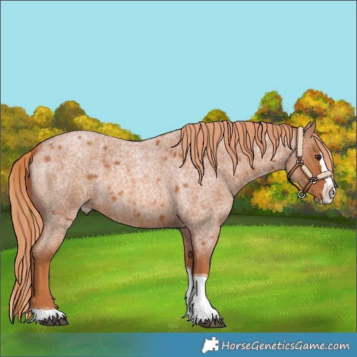 Horse Color:Red Roan Splash Tobiano