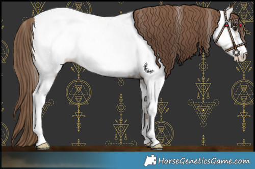 Horse Color:Black Pearl Sabino Near Fewspot 