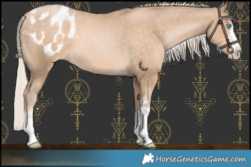 Horse Color:Chocolate Palomino Pearl Blanket 