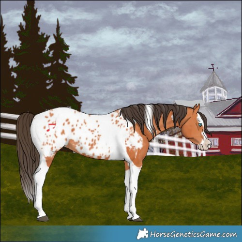 Horse Color:Bay Splash Tobiano Near Leopard  and Bay Splash Tobiano Near Leopard 