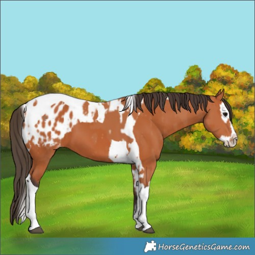 Horse Color:Bay Splash Tobiano Blanket and Bay Splash Tobiano Blanket