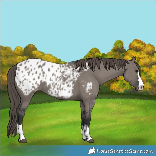 Horse Color:Grullo Blanket