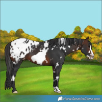 Horse Color:White Spotted Brown Frame Varnish 