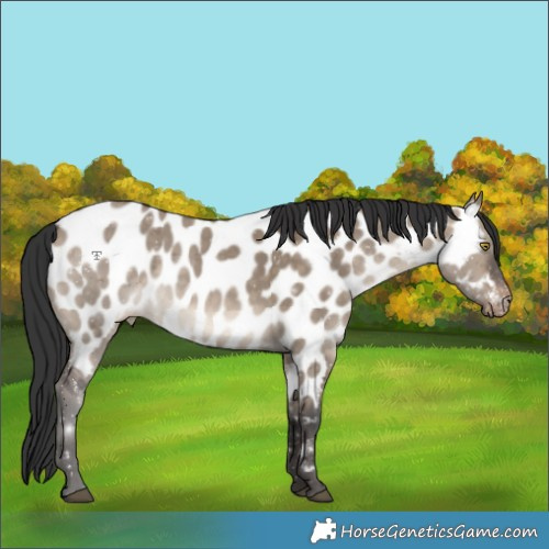 Horse Color:Brown Dun Near Leopard 