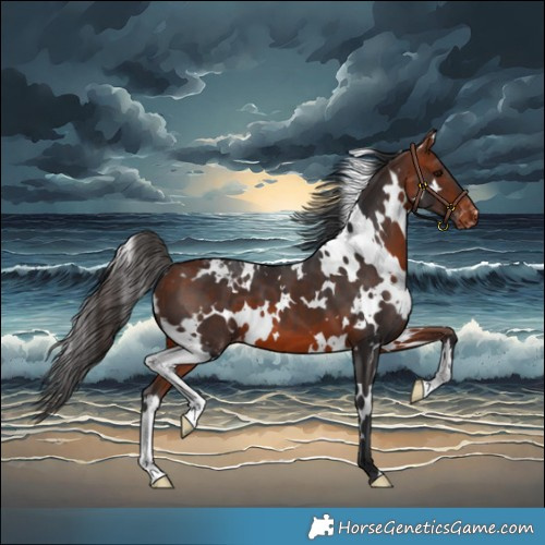 Horse Color:White Spotted Bay Varnish 
