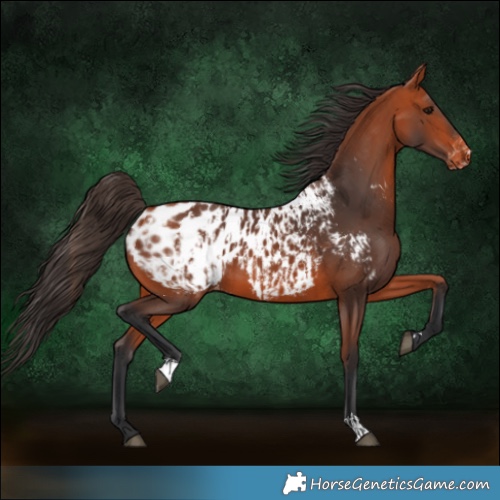 Horse Color:Bay Blanket and Bay Blanket