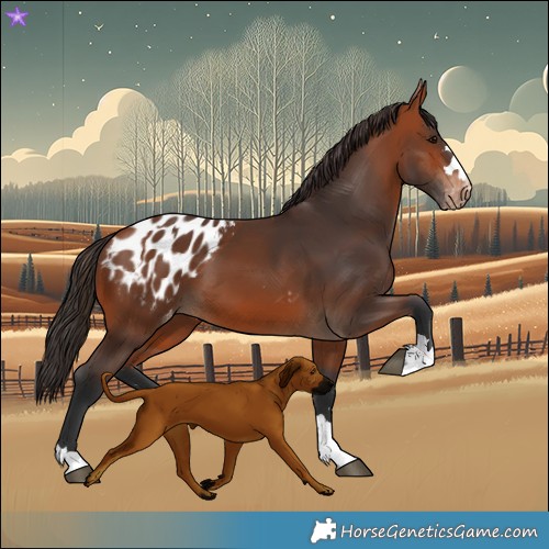 Horse Color:Bay Blanket and Bay Blanket