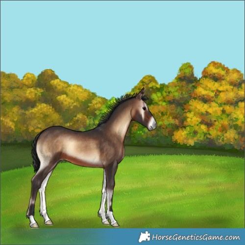 Horse Color:Brown Onyx 