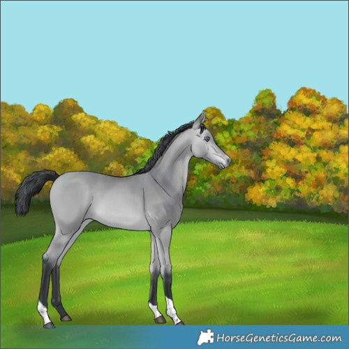 Horse Color:Bay Chinchilla Tobiano