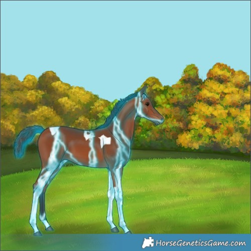Horse Color:Thunderstruck Bay Tobiano
